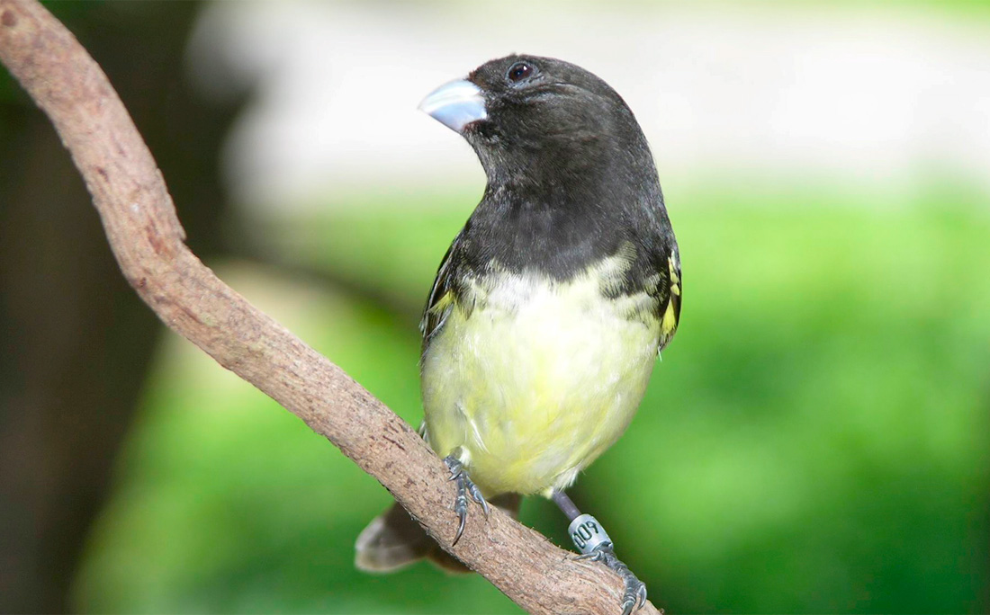 Papa-capim é o animal mais resgatado pela PM na Bahia