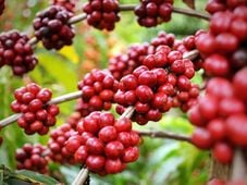 Imagem - Marca baiana de café acumula dívida de R$ 137 milhões e consegue na Justiça proteção contra credores
