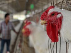 Imagem - China anuncia suspensão da compra do frango brasileiro após país confirmar 1° caso de gripe aviária