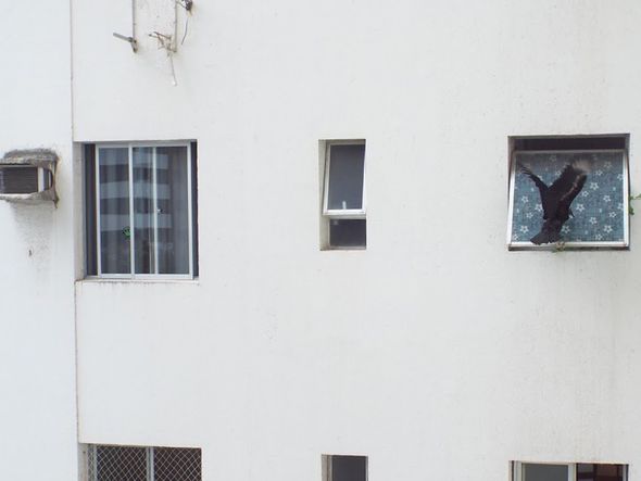 Caçando uma janelinha pra meter as caras por Foto: Gabriela de Paula