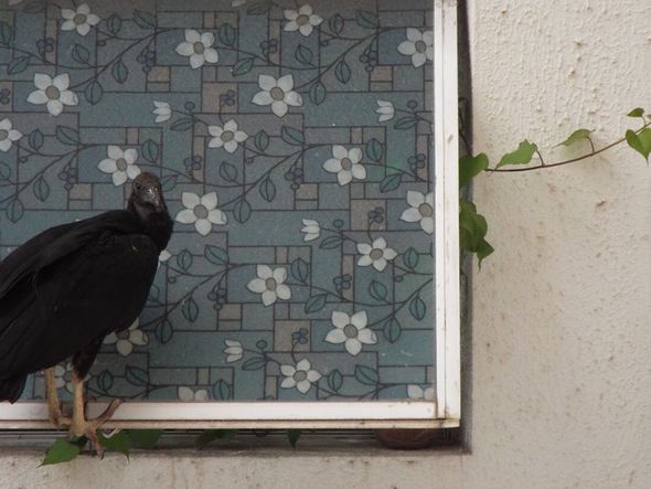 O urubu nervosinho na janela de um dos apartamentos do edifício Porto Sol, ontem por Foto: Argemiro Garcia