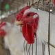 Imagem - China anuncia suspensão da compra do frango brasileiro após país confirmar 1º caso de gripe aviária