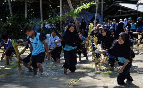 Estudantes tailandeses, mulçumanos e budistas trabalham juntos na colheita de arroz, durante um encontro multicultural na Província de Patttani.  por MADAREE TOHLALA/AFP