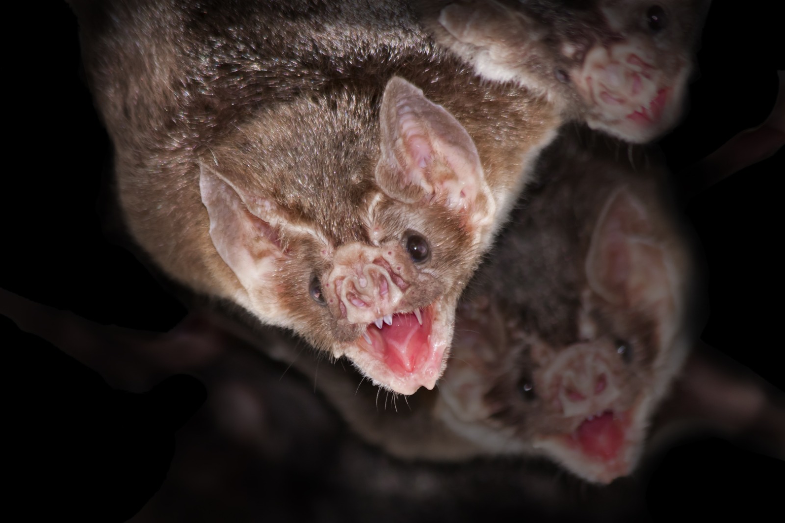 Mantenha sempre a distância de animais silvestres