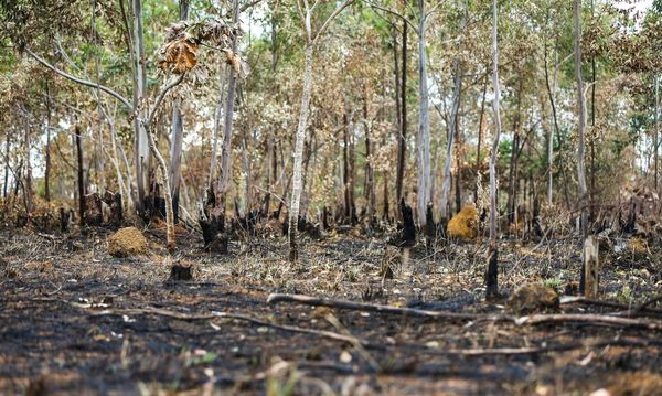 O desmatamento aumentou no cerrado brasileiro