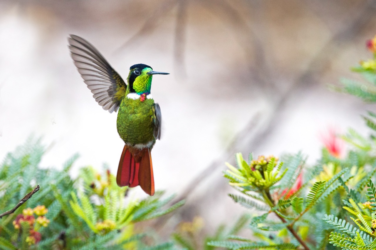 Turismo de Conhecimento: Observação de Aves na Chapada Diamantina - Guia  Chapada DiamantinaNotícias