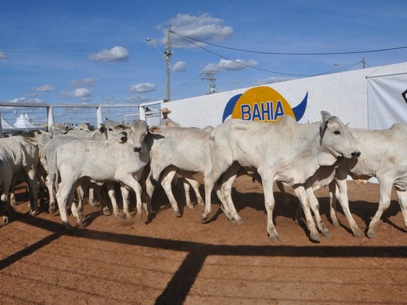 Feira agrícola teve espaço para leilão de gado por Divulgação