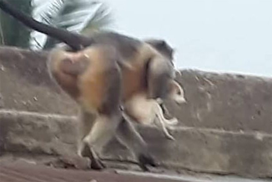 Já pensou ter um macaco em casa?