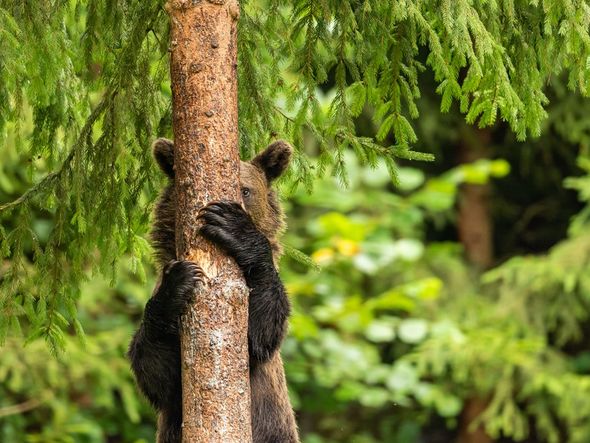 'Esconde-esconde': foto mostra um urso marrom descendo de uma árvore nas montanhas Hargita, na Romênia por Pal Marchhart/divulgação