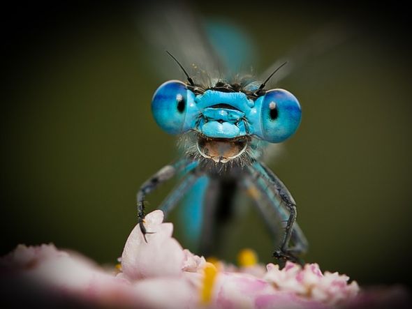 'Não se preocupe. Seja feliz!': libélula que parece estar sorrindo foi fotografada por Axel Bocker em Hemer, na Alemanha por Axel Bocker/divulgação