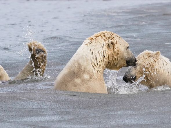 Pequena intromissão: mãe e filhote de urso polar (à frente) foram fotografados enquanto brincavam nas águas geladas do Ártico por Cheryl Strahl/divulgação
