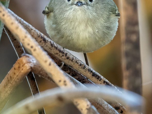 'Quem disse que você pode tirar uma foto minha?': a foto do passarinho kinglet com coroa de rubi foi feita na Califórnia, nos EUA por Patrick Dirlam/divulgação