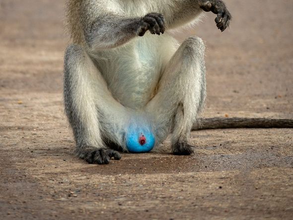 'Só dando uma checadinha': a foto do macaco com testículos azuis foi feita no Parque Nacional de Luangwa Sul, na Zâmbia por Larry Petterborg/divulgação