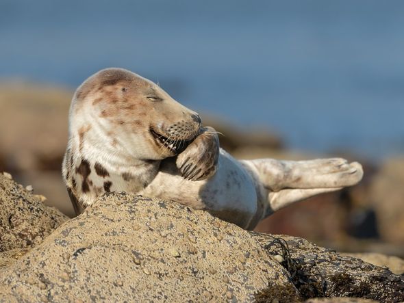'Sr. Risadinhas': a foto mostra um filhote de foca cinza que parece estar rindo em Ravenscar, na Inglaterra por Martina Novotna/divulgação