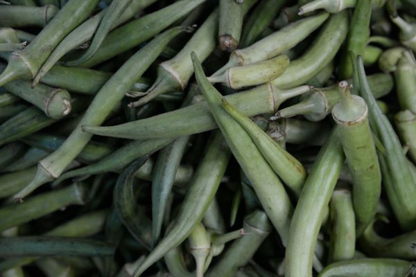 Quiabo por Foto: Paula Fróes/CORREIO