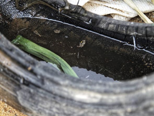 Água acumulada em pneus pode ser depósito de ovos do mosquito da dengue por Arrison Marinho/CORREIO