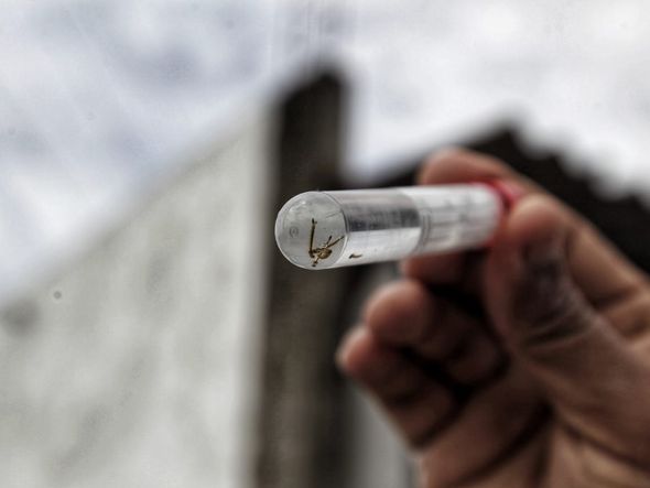 Larvas do mosquito serão levados para laboratório por Arrison Marinho/CORREIO