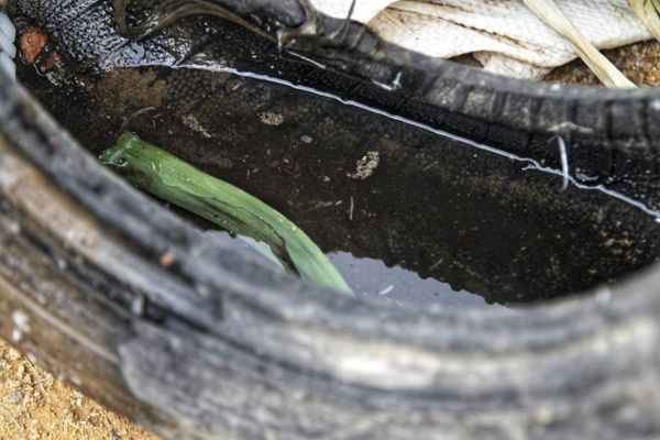Água acumulada em pneus pode ser depósito de ovos do mosquito da dengue