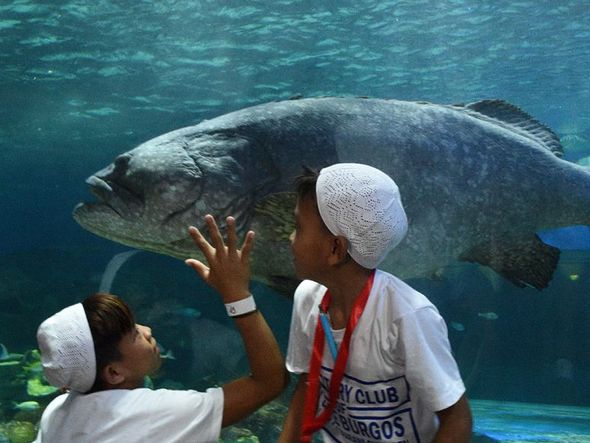 Crianças mulçumanas refugiadas de Mianmar visitam aquário em Manilla por Ted Aljibe/AFP 