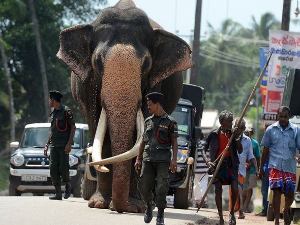 Elefante e seu tratador em rua de Colombo no Sri Lanka.  por Lakruwan Wanniarachchi/AFP 