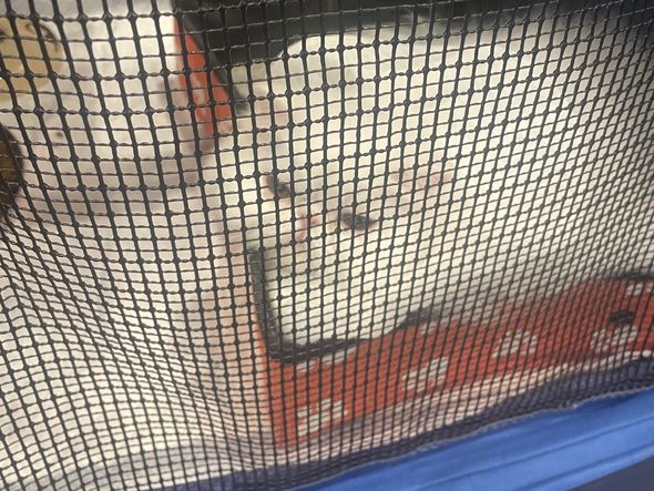 Gato persa por Vinícius Nascimento/CORREIO