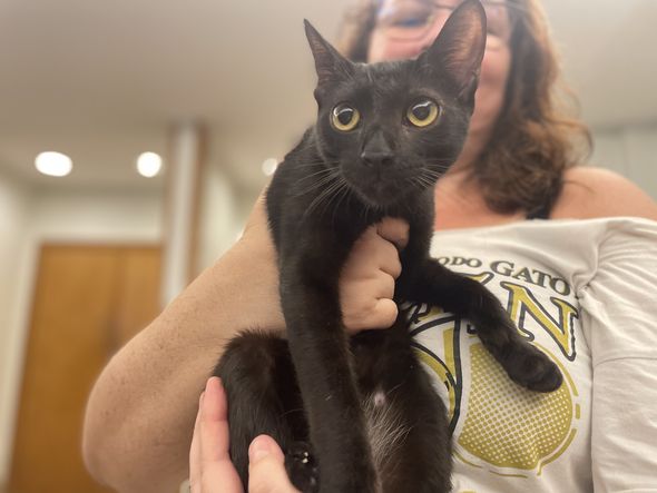 Gato SRD disponível para adoção por Vinícius Nascimento/CORREIO