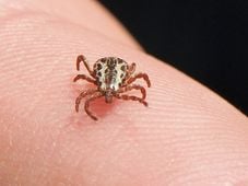 Imagem - Parque é interditado após mortes por febre maculosa