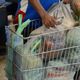 Imagem - Cesta básica fica mais cara em Salvador e em outras 13 capitais no mês de fevereiro