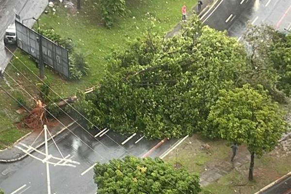 Árvore caiu e interditou a via