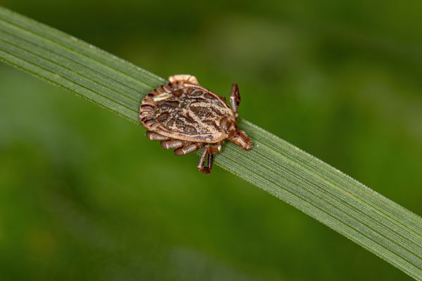 O carrapato-estrela é o principal responsável por transmitir a febre maculosa. Ele costuma viver em áreas rurais e de mato alto