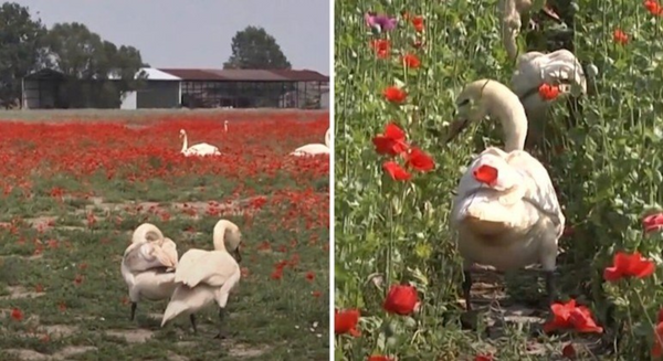 Cisnes ficam viciados em papoulas