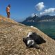 Imagem - Pinguim come baiacu e morre na praia do Rio