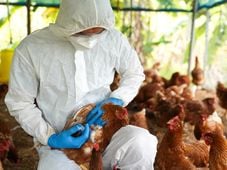 Imagem - Brasil investiga 17 casos suspeitos de gripe aviária; saiba onde