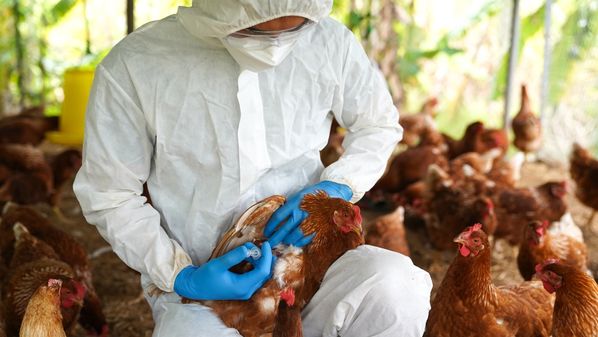 Brasil investiga 17 casos suspeitos de gripe aviária; saiba onde