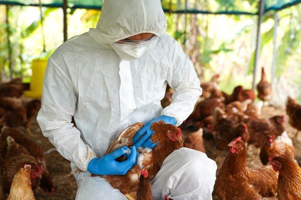 Casos de gripe aviária têm aumentado