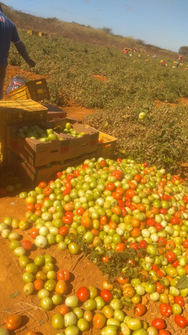 Perda de tomate em Irecê, no interior da Bahia