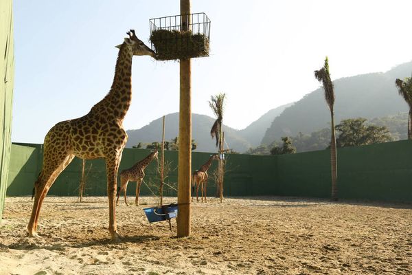 Causa de morte de girafa teria sido contaminação por parasita