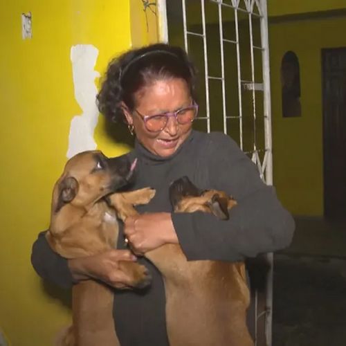 Cachorros furtados em Periperi são devolvidos para aposentada 1 image
