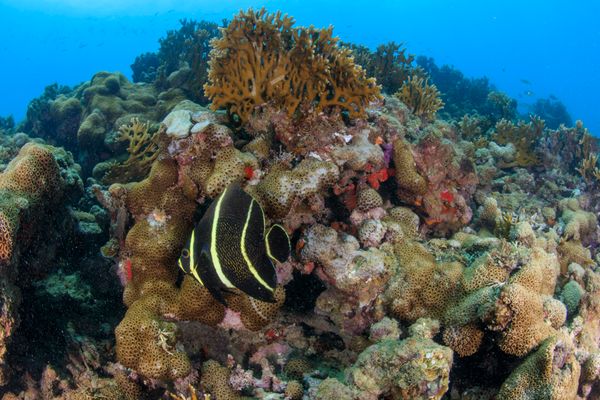 Abrolhos abriga a maior  por Áthila Bertoncini/Projeto Coral Vivo