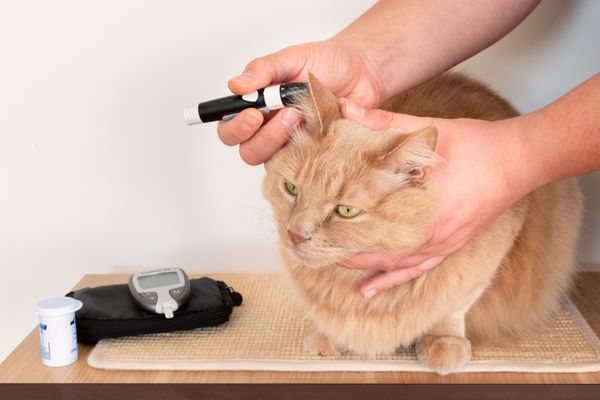 Diabete entre pets gera alerta entre tutores e veterinários