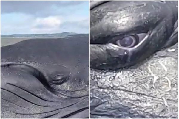 Baleia estava encalhada 