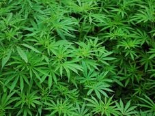 Imagem - Bahia promulga lei que garante fornecimento gratuito de medicamentos à base de cannabis