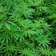 Imagem - Congresso discute uso de cannabis medicinal para tratamento da dor