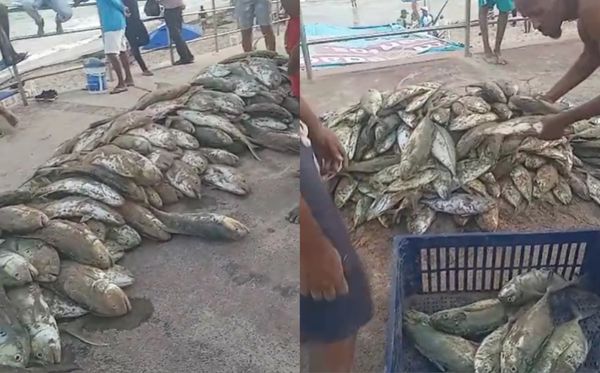 Fartura foi dividida entre todos os que ajudaram a puxar a rede