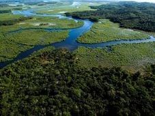 Imagem - Desmatamento: números caem, mas ações de conservação devem ser recorrentes