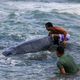 Imagem - Filhote de baleia jubarte encalha na praia de Itapuã
