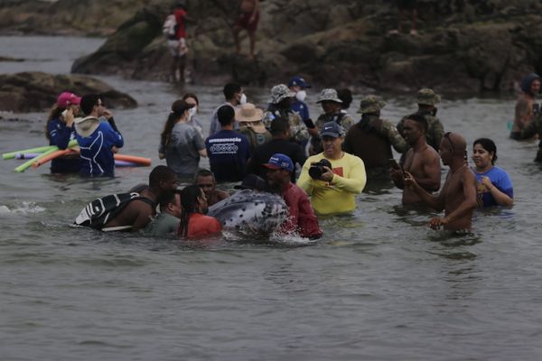 Filhote de baleia encalhou na praia de Itapuã nesta terça-feira (1º)