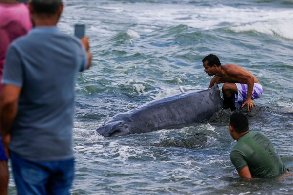 Filhote de baleia jubarte encalhou em Itapuã