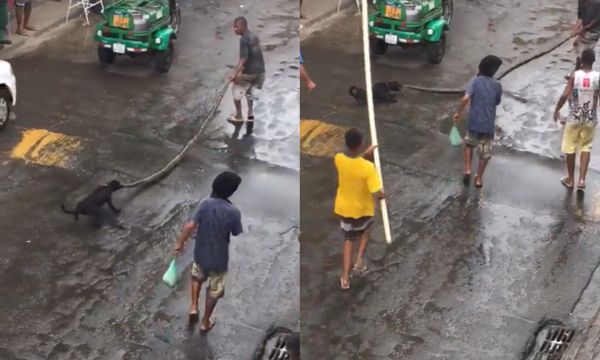 Homem é flagrado arrastando cobra em Salvador