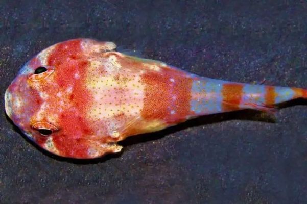 Nova espécie de peixe foi descoberta